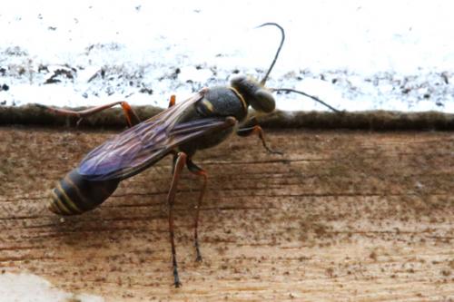 Réf. 264 374 : Sceliphron curvatum